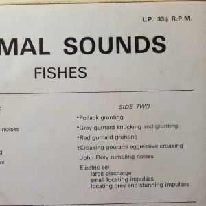 The Wildlife Discotheque Show