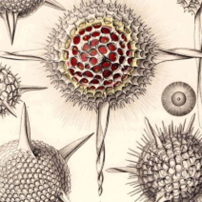 2020 - The New Geolinguists