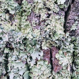 The The Nature Deficit Show Show