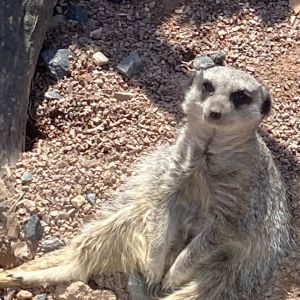 The The Anything to Everything Show  Show