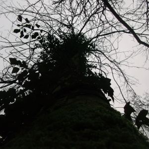 The Apples of the A38 Show